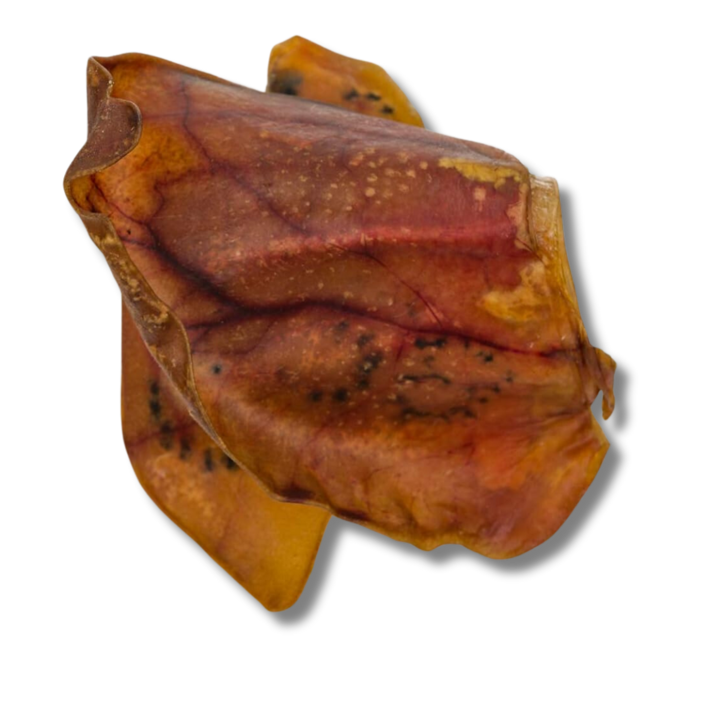 Pig Ear